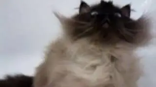 Кот знает команду 