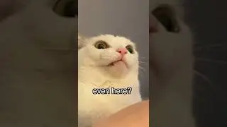 Funny Cats Speak English #shorts #cats #funny #funnycats #talkingcat #funnyvoiceover