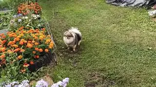 НАСТРОЕНИЕ НЕ ОЧЕНЬ У ШПИЦА ПОРТОШКИ😱 НА ДАЧЕ ШПИЦ ПОМЕРАНСКИЙ ЦВЕРГ ТОЙ, ОКРАС ВОЛЧЕК