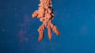 Красивейшее восстановления меди из раствора электролита