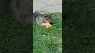 Овчарка ЗАРА играет 