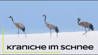Kraniche im Schnee - Tipps, Bildgestaltung und Probleme I Naturfotografie
