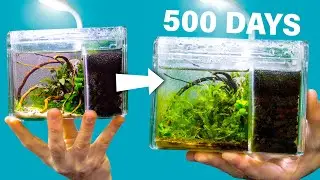 I Made a Tiny Snail Aquarium 500 Days Ago. How Is It?