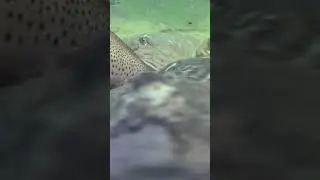 Ray vs shark. 