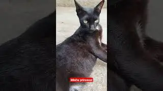 #shorts #cats #gatos #amorporgatos #yourcat #amamosgatos #yourpet #amogatos #catlover