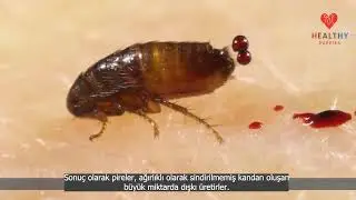 PİRE   3   YAŞAM DÖNGÜSÜ, KAN EMEREK BESLENME