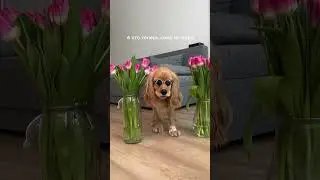А кто теперь кому не пара?