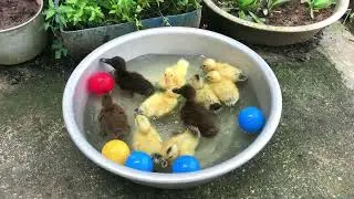 Cute baby duck swimming and eating so hungry