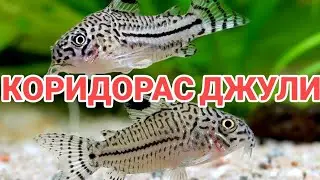CORYDORAS JULIE. CARE AND MAINTENANCE IN THE AQUARIUM