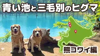 03【北海道一周 車中泊の旅】人気観光スポット！美瑛の青い池から 今にもヒグマが出てきそうな三毛別ヒグマ事件復元地へ -犬連れ夫婦キャンプ-