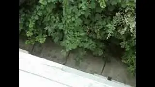Giant rat in Bucharest, Romania