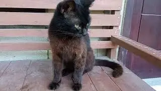 kucing hitam legam malas makan