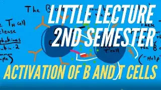 Little Lecture 2nd Semester:  ACTIVATION OF B AND T CELLS