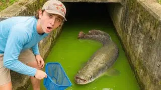 I Saved Fish TRAPPED in a Flooded Sewer!