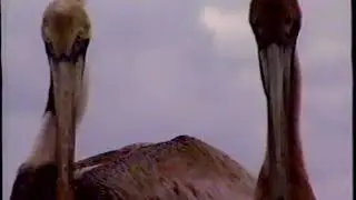 Rand McNally VideoTrip 1990: South Florida & Florida Keys