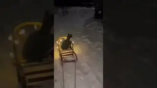 Кат на санях #reels #mountains #shorts #snow #архыз #горы #домбай #зима #краснаяполяна #любовь