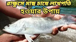কোন সাইজের ভেটকি মাছ এবং শতাংশে কত পিস ছেড়ে লাভবান হওয়া যায় সহজেই জেনে নিন।