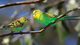 🐦Плюсы и минусы содержания волнистого попугая