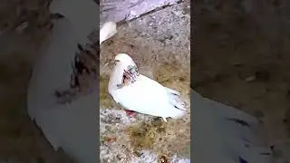 #армянский