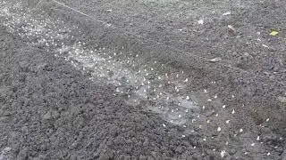 Как мы сажаем тюльпаны детки
