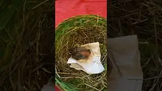 Ich bin nun eine Vogelmutter