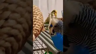@Говорящий Попугай 🦜 Кеша  