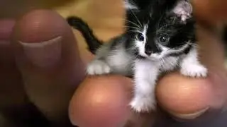 САМЫЕ МАЛЕНЬКИЕ ЖИВОТНЫЕ В МИРЕ_Full-HD