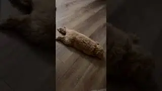 Барни ленивая жопа 🙈❤️. #dog #мальтипу #shortvideo #собака #shorts