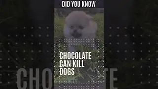 did you know why chocolate is so harmful for the dogs 😱