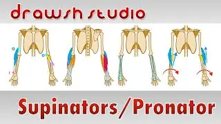 The Supinator and Pronator Muscles