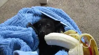Frightened Bat Chomps on a Banana Following Rescue