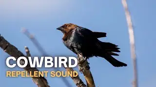Cowbird Repellent Sound