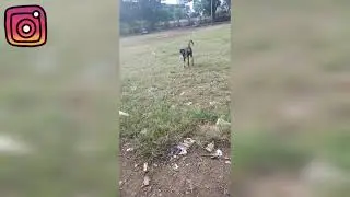 Vlog of Pablo #2 || morning walk with my dog || Pablo playing freely ||