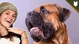WHY ARE BULLMASTIFFS CROPPED AND DOCKED?