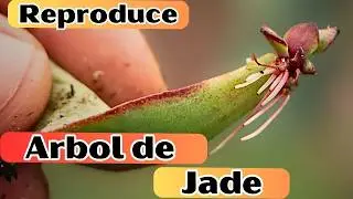Reproduce Masivsmente con éxito el Arbol De Jade ~~ Huerto Citadino