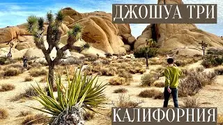 Национальный парк Джошуа три, Калифорния: берём авто напрокат и гуляем по кактусовому саду.