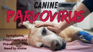 Canine Parvovirus: Symptoms, Treatment, and Prevention You Need to Know