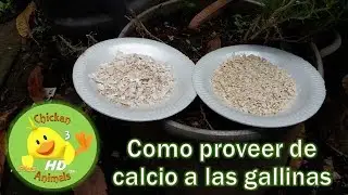 How to provide calcium to roosters and hens?