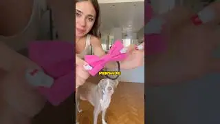 moda coquette A MI PERRO JSFFJDJS