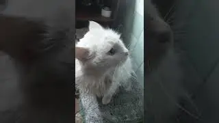 Кот Беляш #Shorts #Короткие_видео #Кот