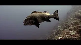 Batu Bolong - Komodo