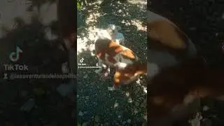 Comadrita...Patitos.