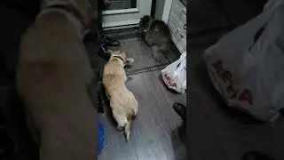 Собака корги Плюша. Первое знакомство с новым домом и котом