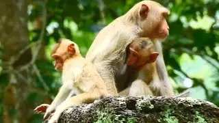 PITY ORPHAN BABY MONKEY BRANDI HUNGRY NO MILK 