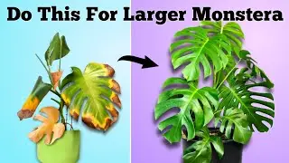 How to Set Your Monstera For Success // Monstera Deliciosa Plant Care