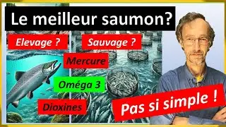 Saumons d'élevage vs saumon sauvage : quel choix est le meilleur pour la santé ?  Etonnant !