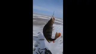 Окунь на килограмм Хмао-Югра