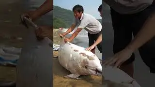 The Rarest Dolphins🐬😢  
