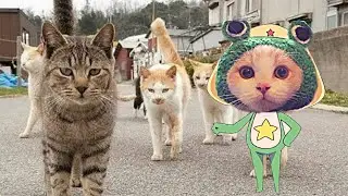 frog sounds like a kitten #shorts
