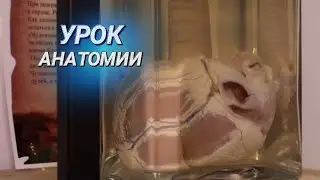 Страшно, но интересно || Как выглядит патология органов человека и мир бабочек?